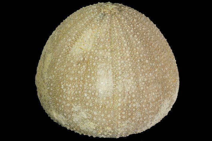 Psephechinus Fossil Echinoid (Sea Urchin) - Morocco #69883